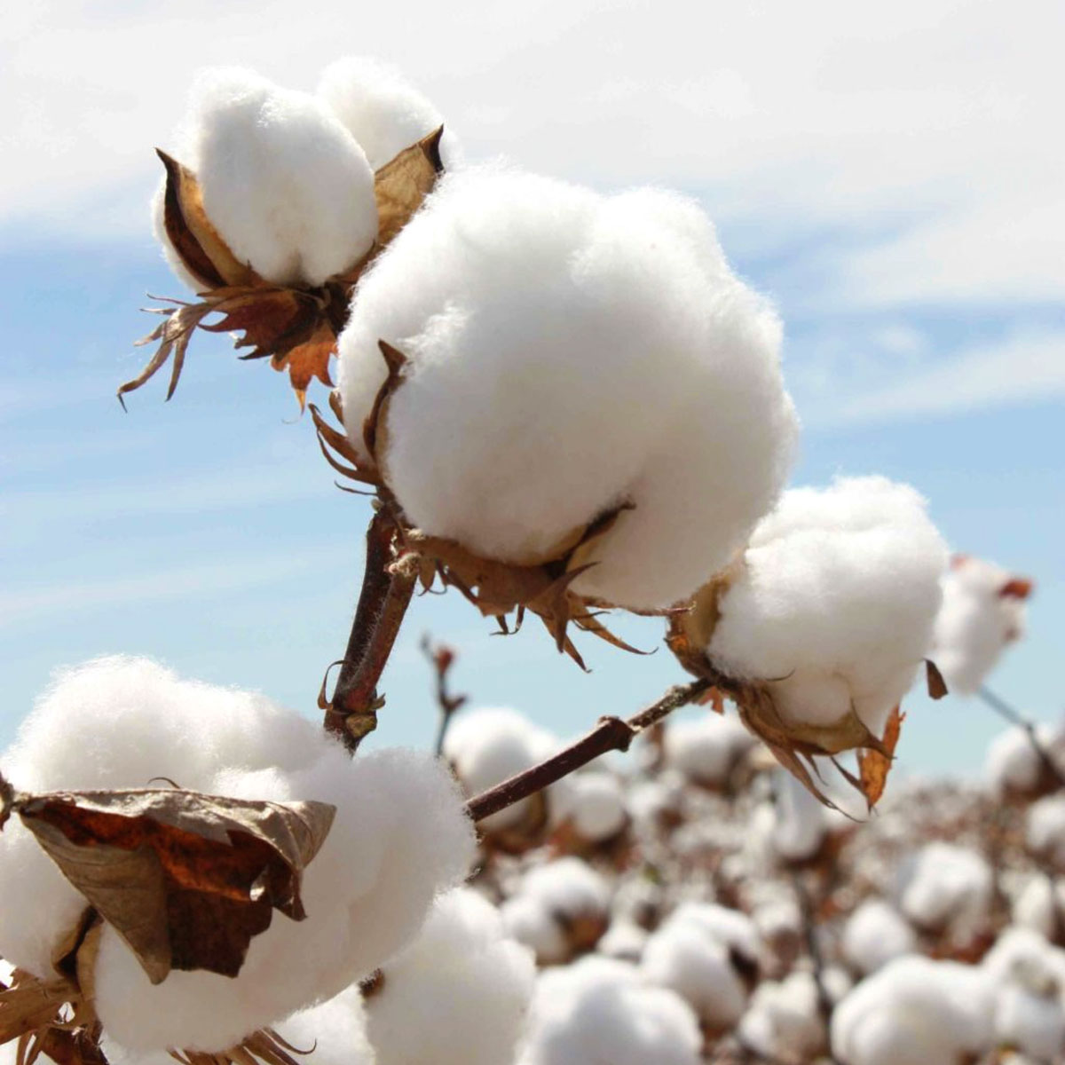 Des matières naturelles d’un bout à l’autre de la chaîne de production